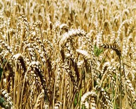 Gaat een nieuw ministerie van Voedsel deels het opgeheven ministerie van Landbouw vervangen?