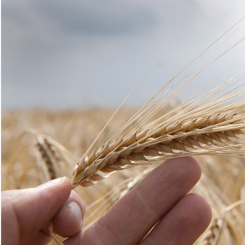 Tarwe is een belangrijke leverancier van koolhydraten.