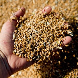 De tarwevoorraden staan onder druk.