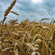 De vraag naar biologisch (brood) groeit nog steeds.
Foto: archief Bakkerswereld
