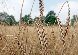 Het type graan is niet van invloed op de vorming van acrylamide. Foto: Archief Bakkerswereld