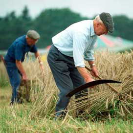 Het is de bedoeling dat er met de zeis wordt geoogst. Foto: Van de Meulenhof