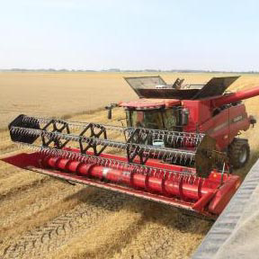 Verwacht: goede graanoogst 2014. Foto: Koos van der Spek.