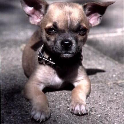 Een chihuahua (niet die uit het artikel). Foto: Mark Pasveer