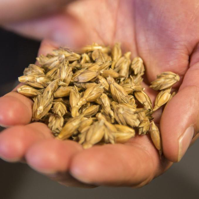 Tijdens het symposium 'Het Verhaal van Bijzondere Granen' komen diverse onderwerpen aan de orde, naar aanleiding waarvan de bakker zelf aan de slag kan gaan. Foto: Koos Groenewold