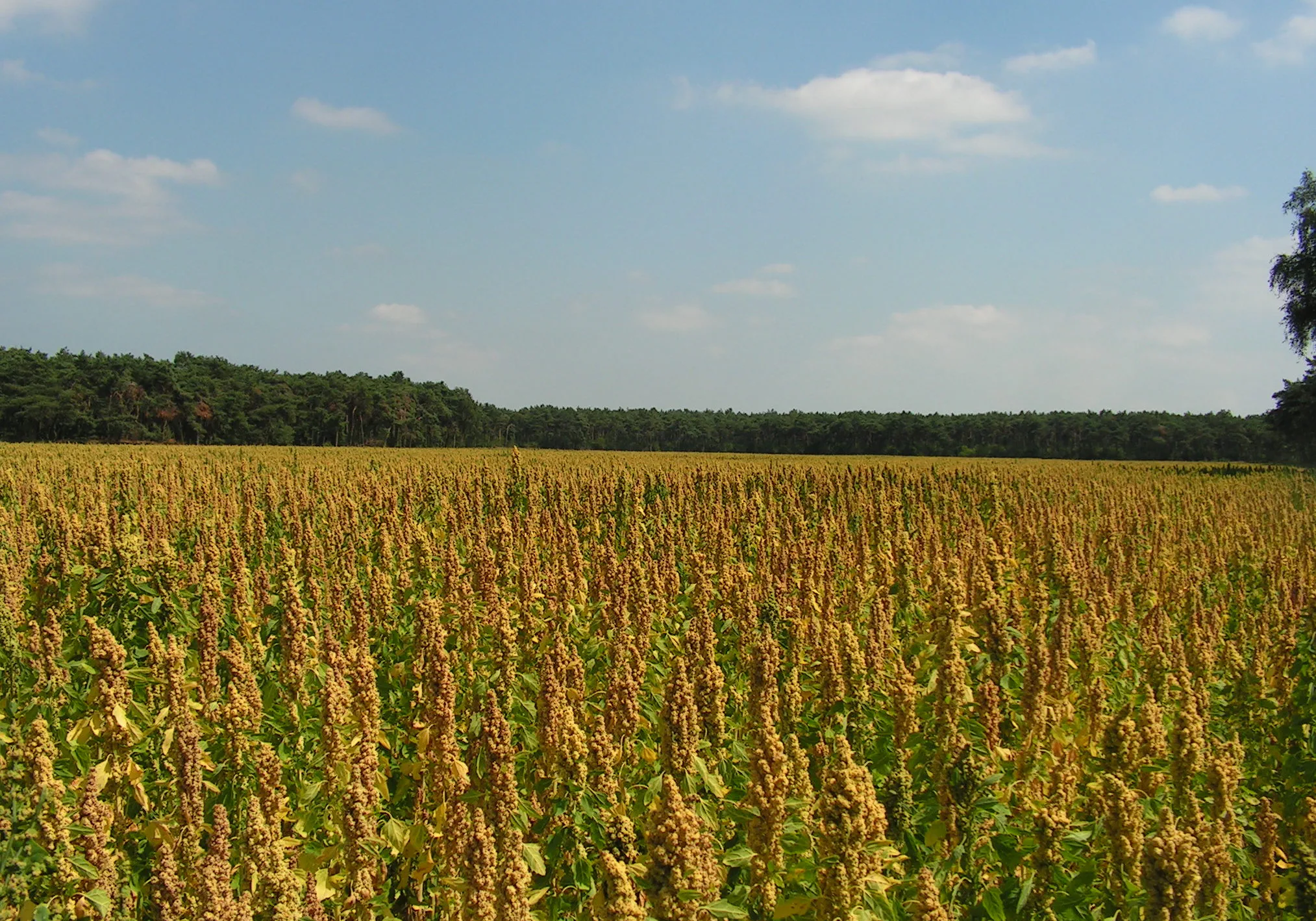 Quinoa wordt onder meer in Brabant geteeld.
Foto: archief Bakkerswereld