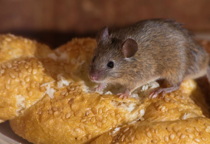 Foto: Shutterstock