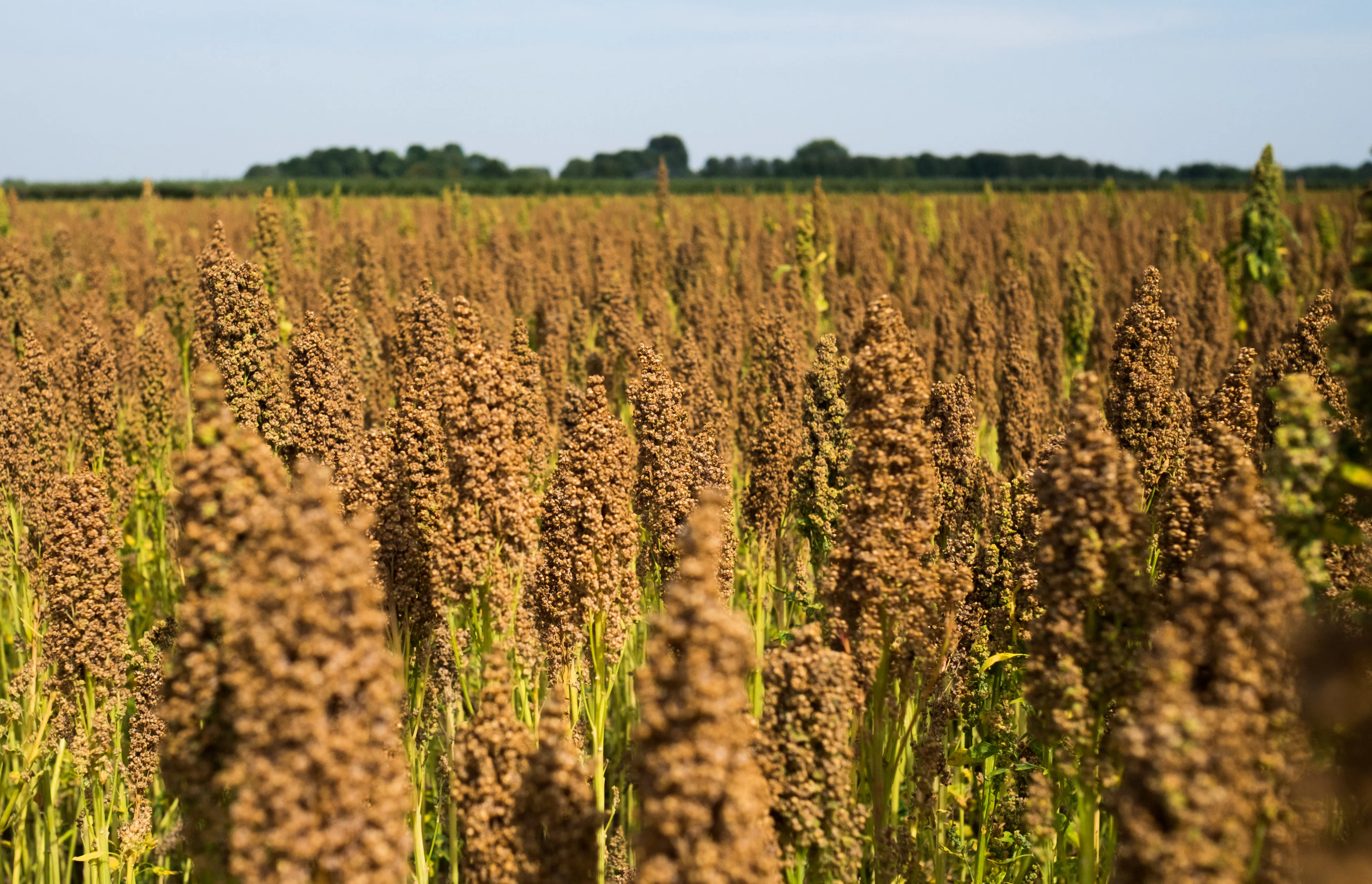 Het gewas op het land is klaar om geoogst te worden. Foto: archief Bakkerswereld