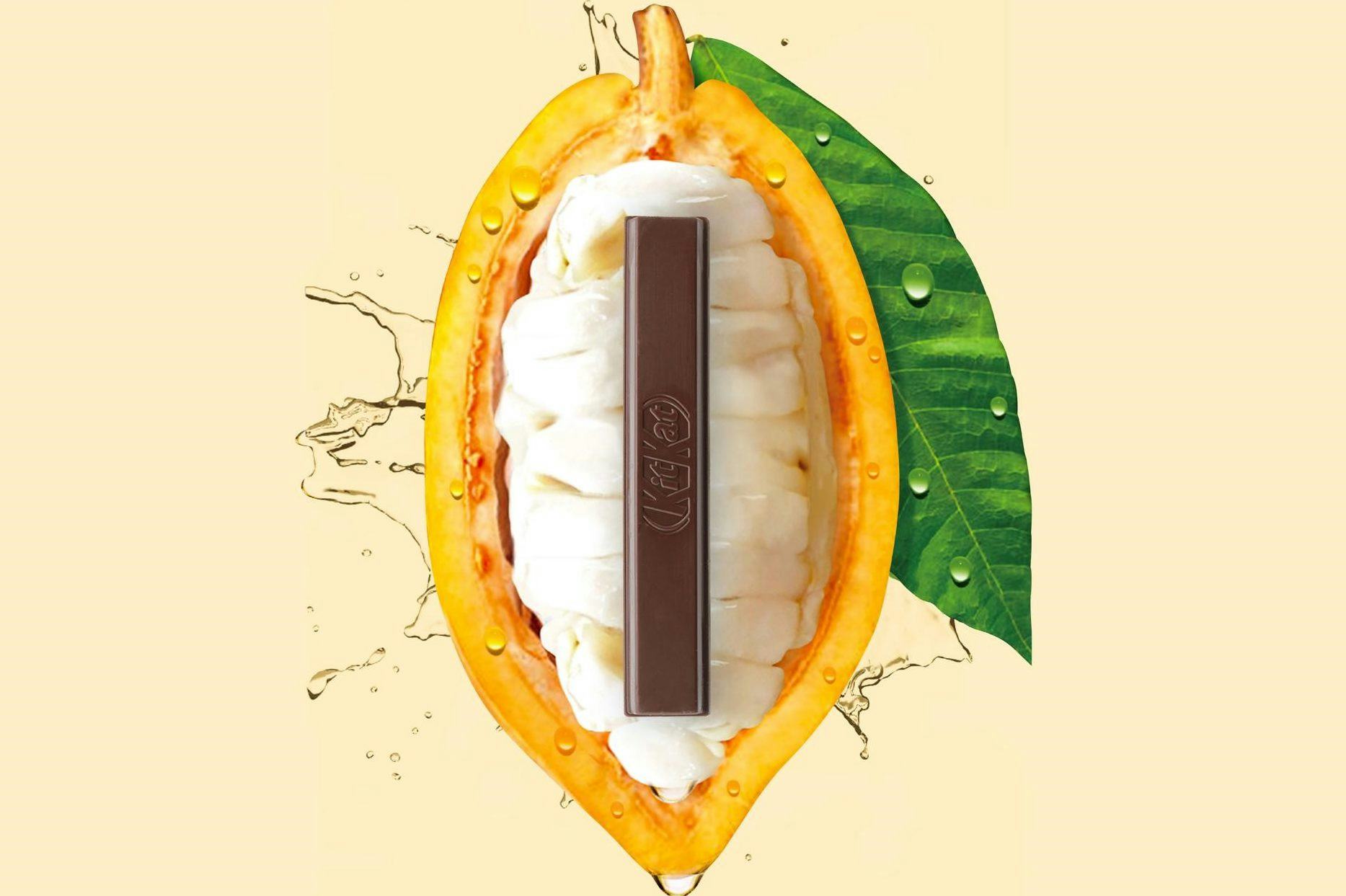 De nieuwe variant chocolade is volledig gemaakt van de cacaovrucht.
Illustratie: Nestlé