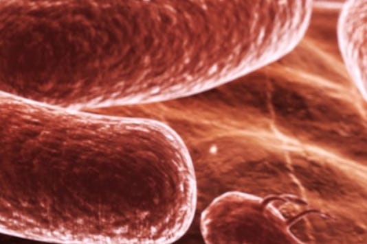 HAS start cursussen Bakkerijtechnologie en Levensmiddelenmicrobiologie