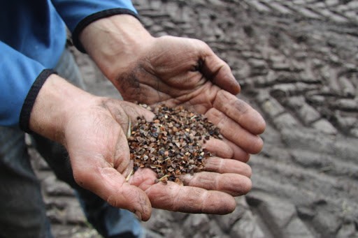 In de negentiende eeuw was boekweit een van de drie grootste gewassen in Nederland. 