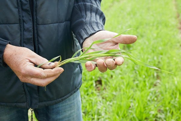 Belgisch baktarwe. Foto: Biojournaal