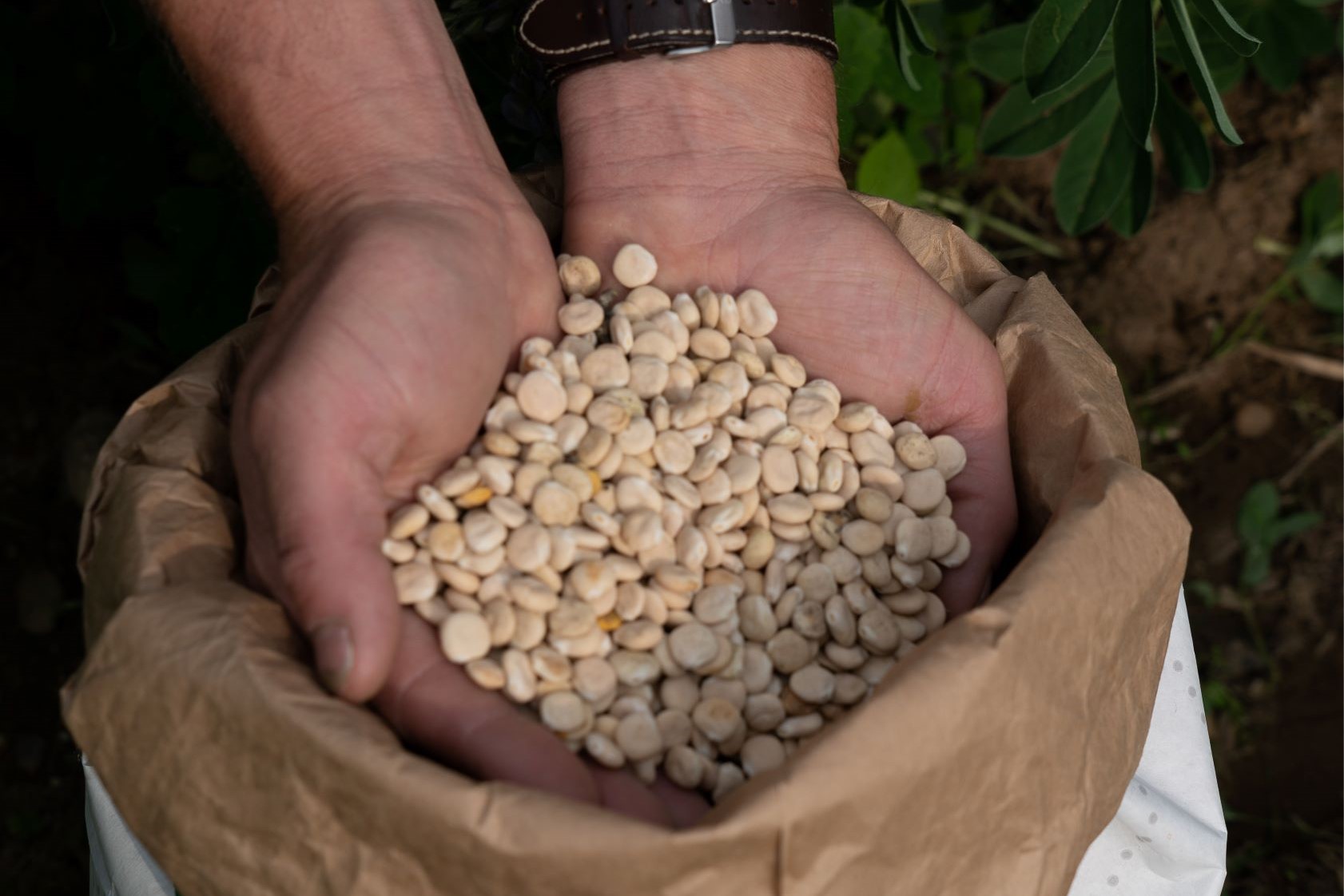 Lupinebonen. Foto: Annemarie Kleve