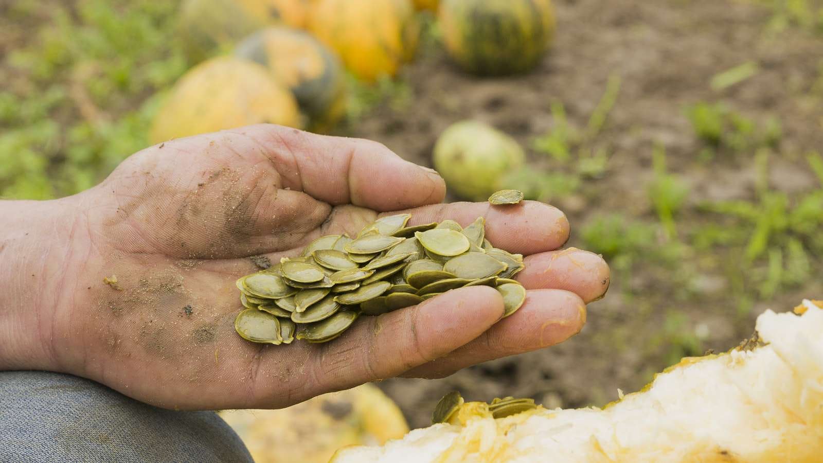 De pompoenpitten moet in de vrucht doorgroeien tot ze een ‘buikje’ krijgen voordat ze worden geoogst.