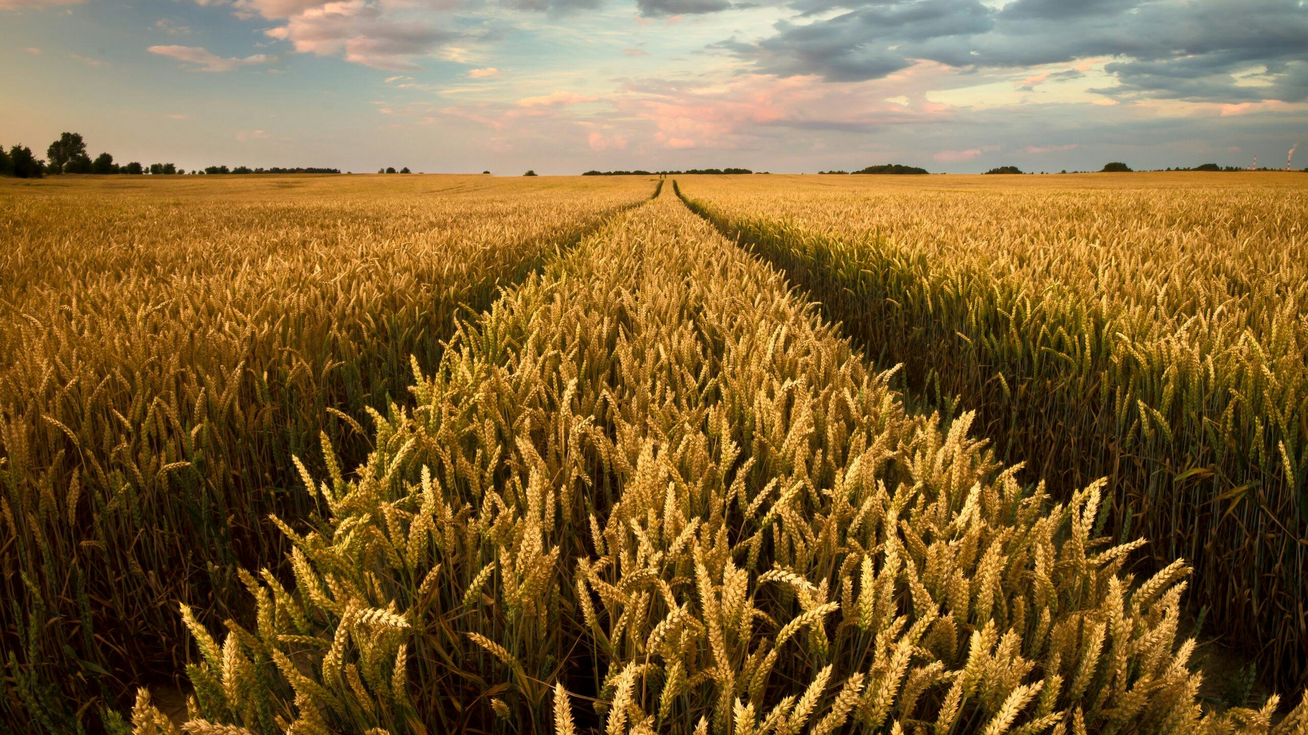 Tarwe die in Nederland wordt verwerkt tot brood komt veelal uit de EU-regio.
Foto: Shutterstock