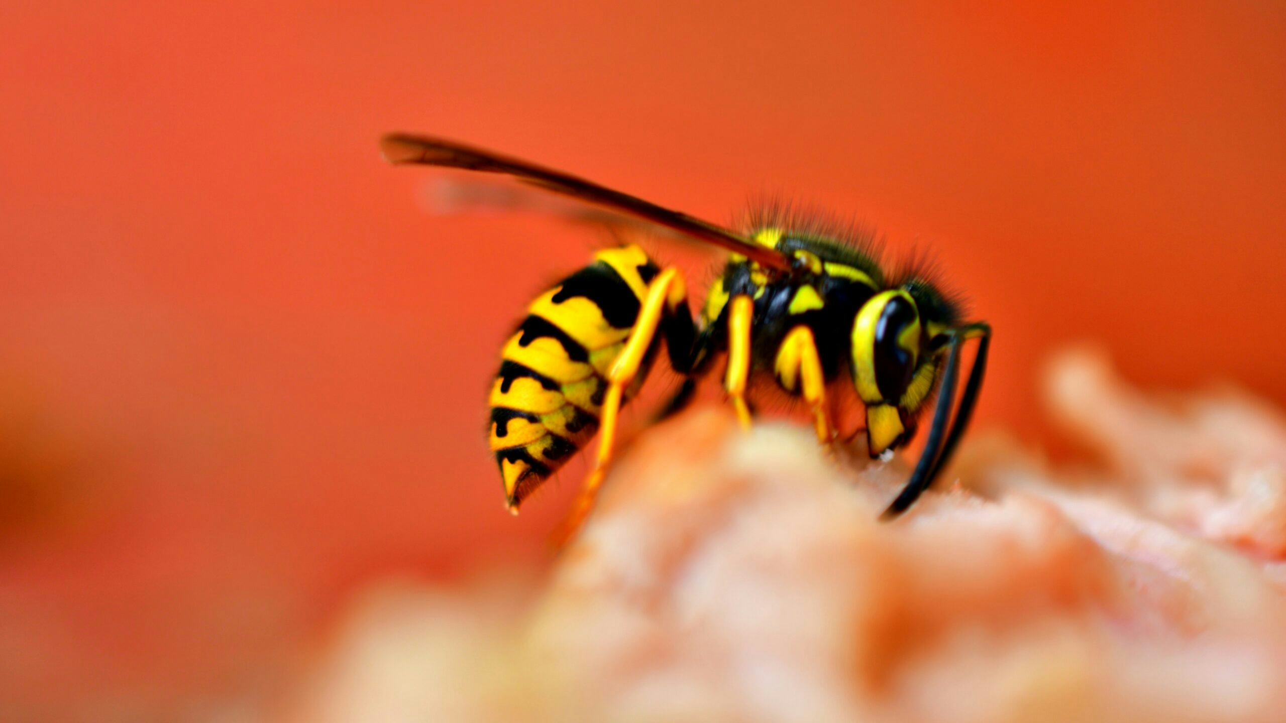 Foto: Unsplash