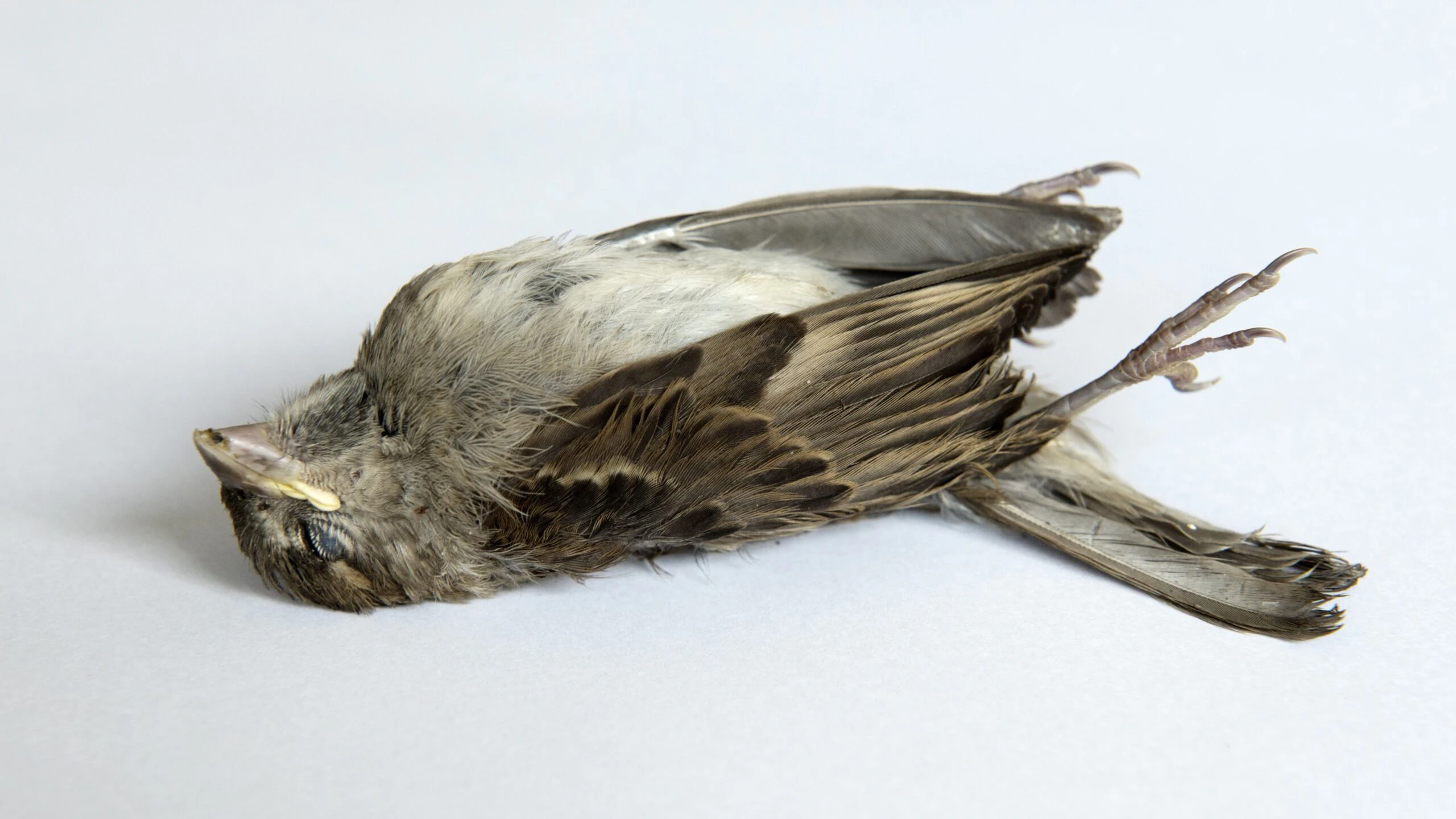 Foto: Erik-Jan Ouwerkerk