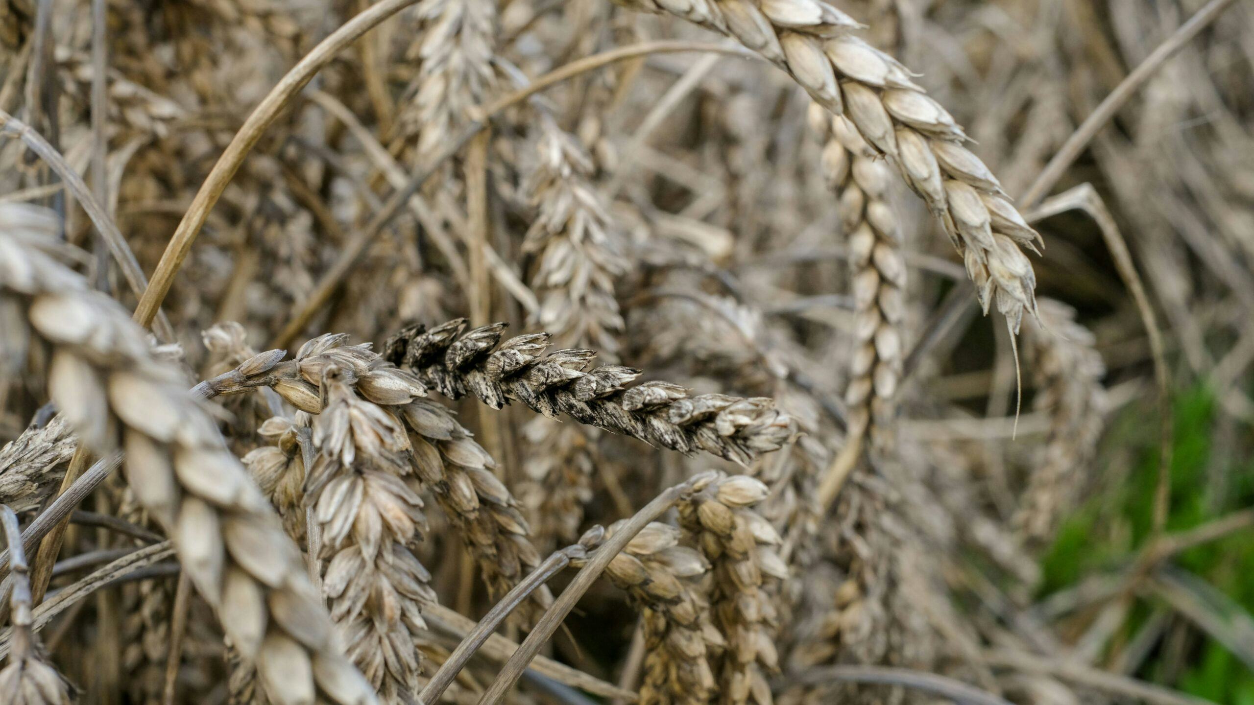 Tarwe aangetast door grote hoeveelheden regen, is doorgaans niet meer geschikt als baktarwe. Foto: ANP