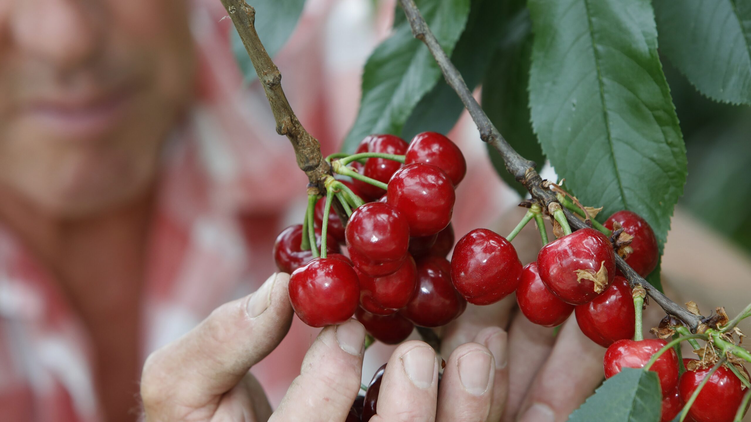 De fruitteelt kan waarschijnlijk opgelucht ademhalen. Foto ANP