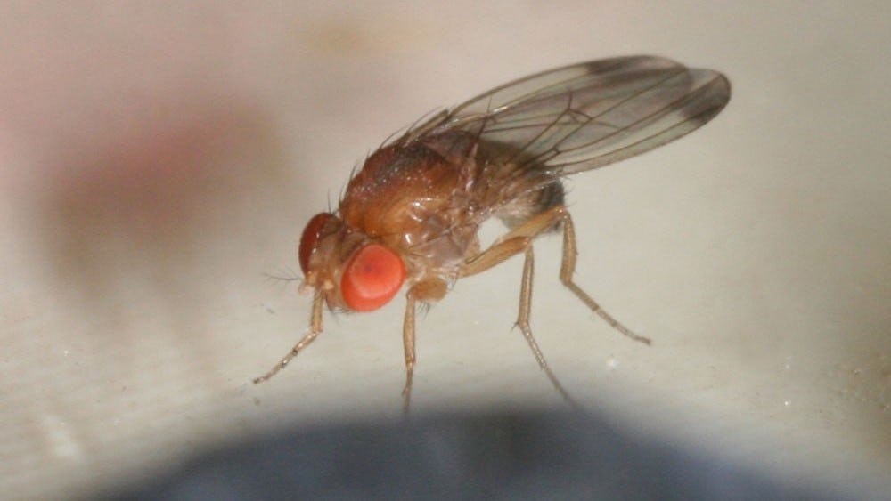 Suzuki-fruitvlieg. Beeld WUR