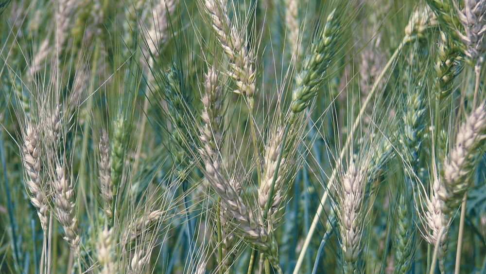 Triticum aestivum-tarwe. Foto: Shutterstock