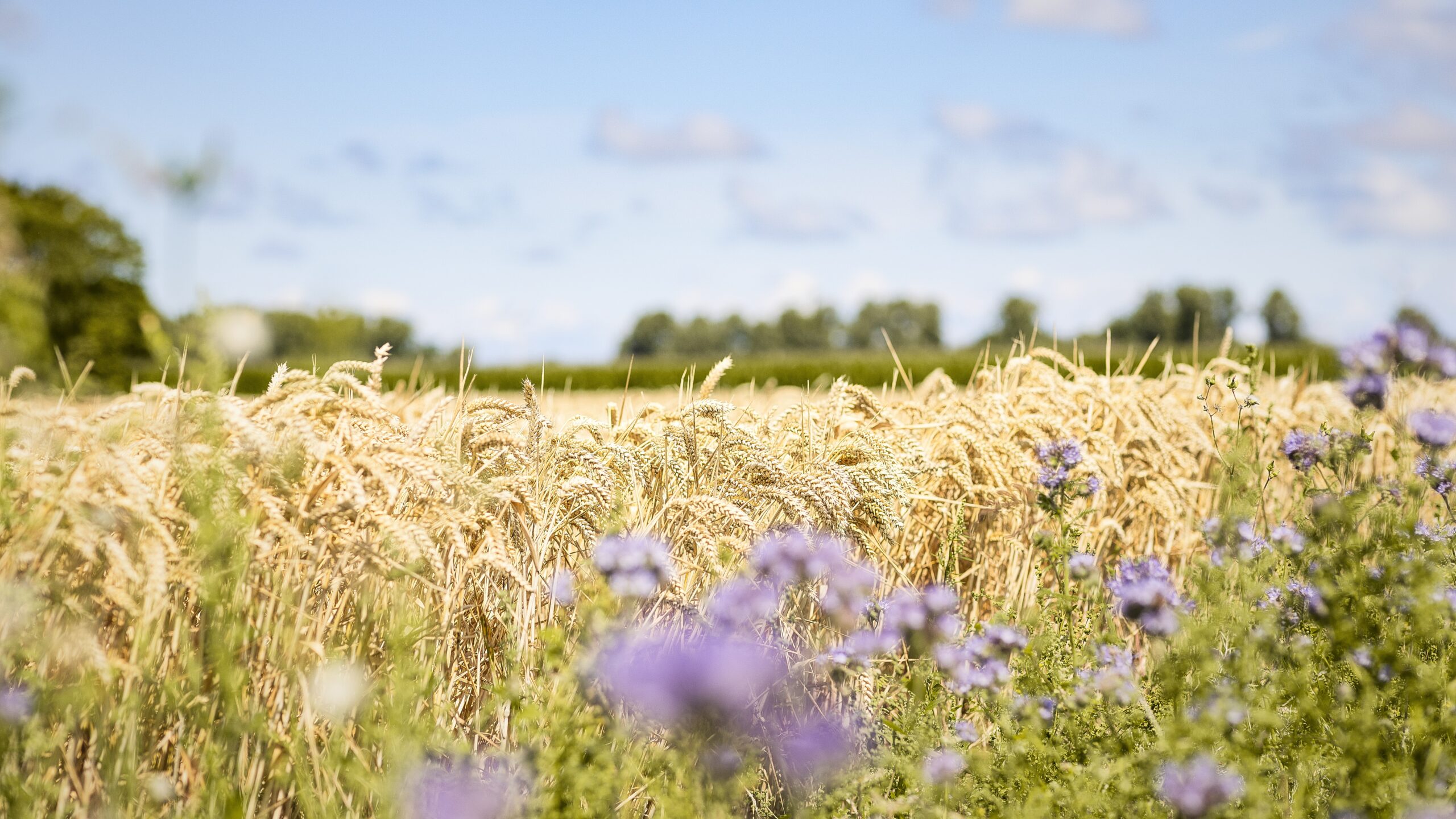 Foto: Royal Koopmans