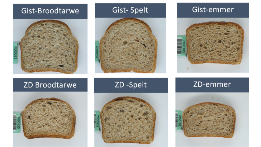 Brood van gewone (brood)tarwe, spelt en emmer bereid met gist of met zuurdesem (ZD). Zie nadere uitleg verderop in dit artikel.