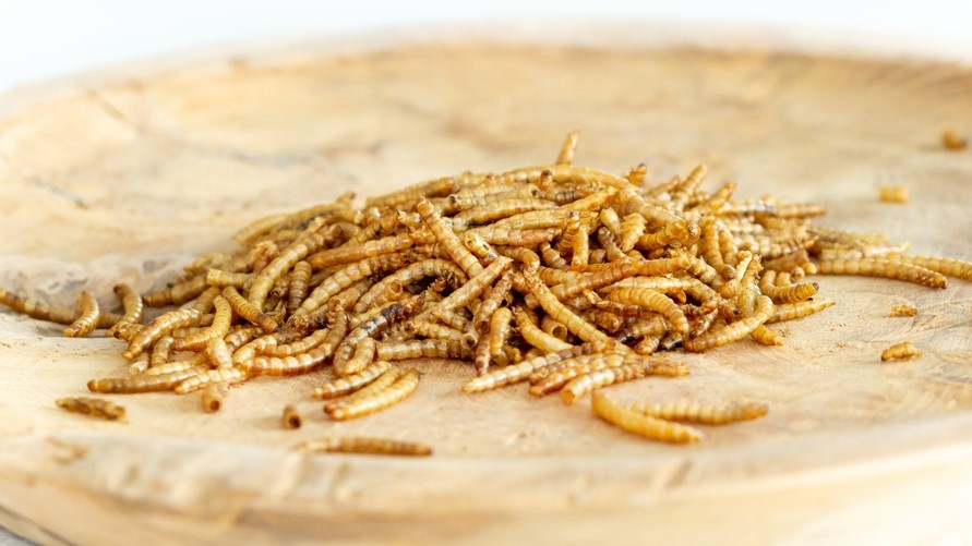 Larven van de gele meeltor. Foto: Shutterstock