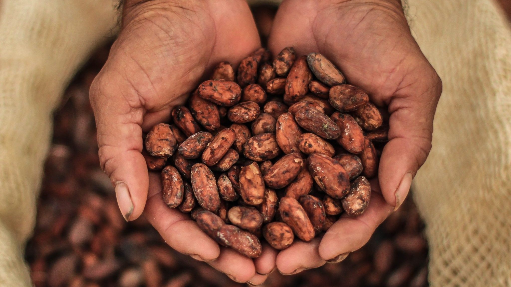 Beeld: Cacao Barometer