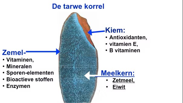 De tarwekorrel ontleed.