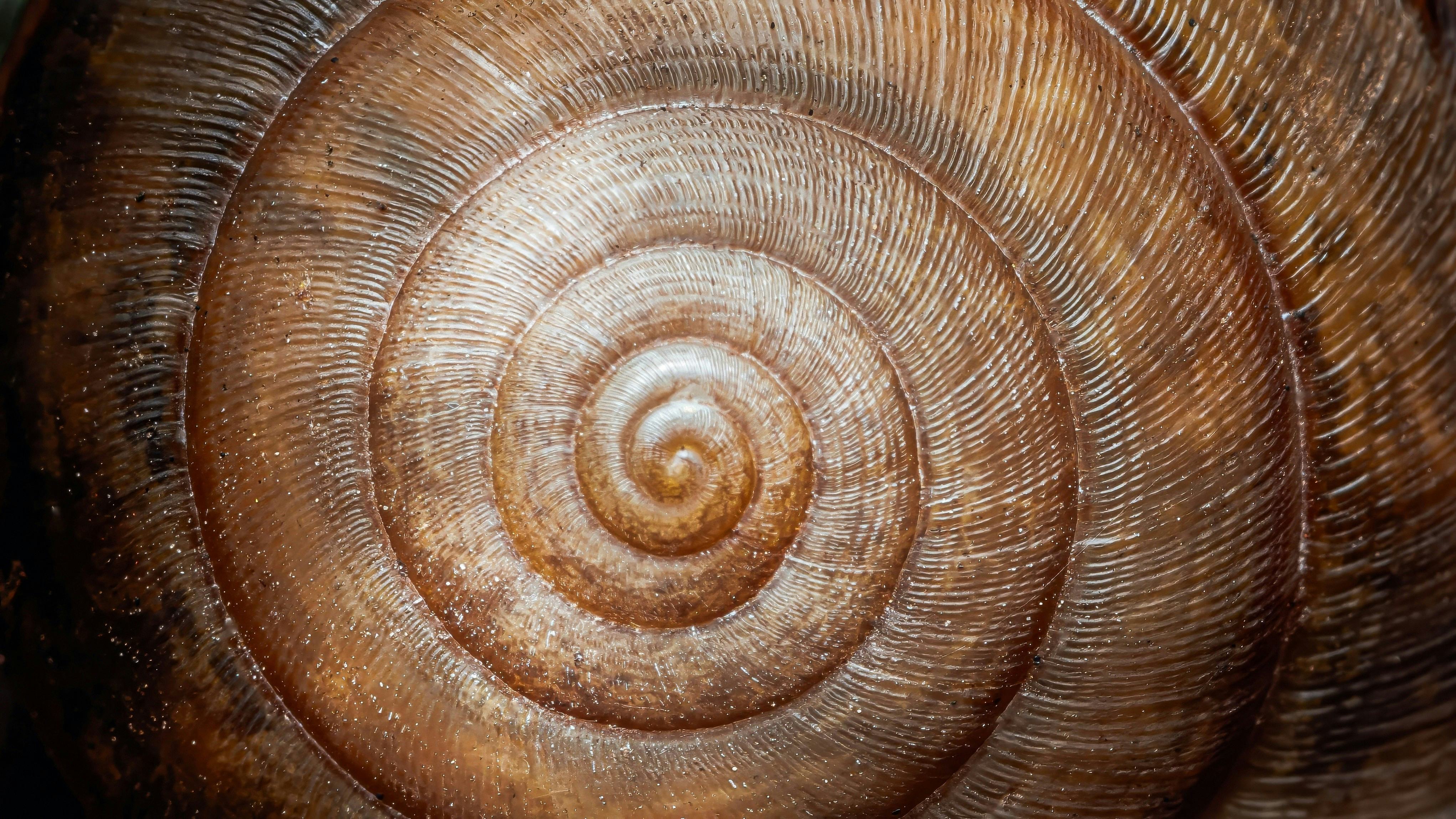 Inspiratie uit de natuur. Beeld: Shutterstock