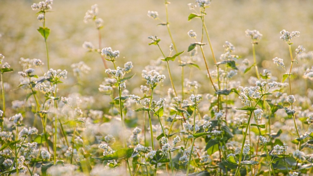 Boekweit in bloei. Beeld: Shutterstock