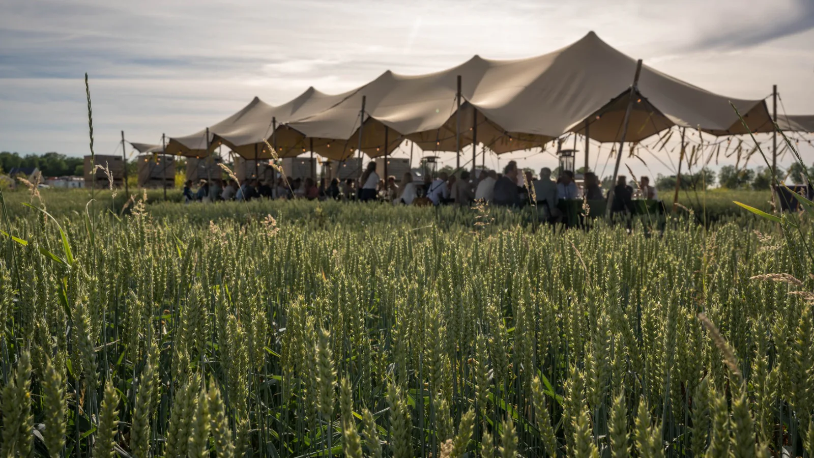 Royal Koopmans maakt het mogelijk om te dineren tussen het graan. Foto's: Royal Koopmans