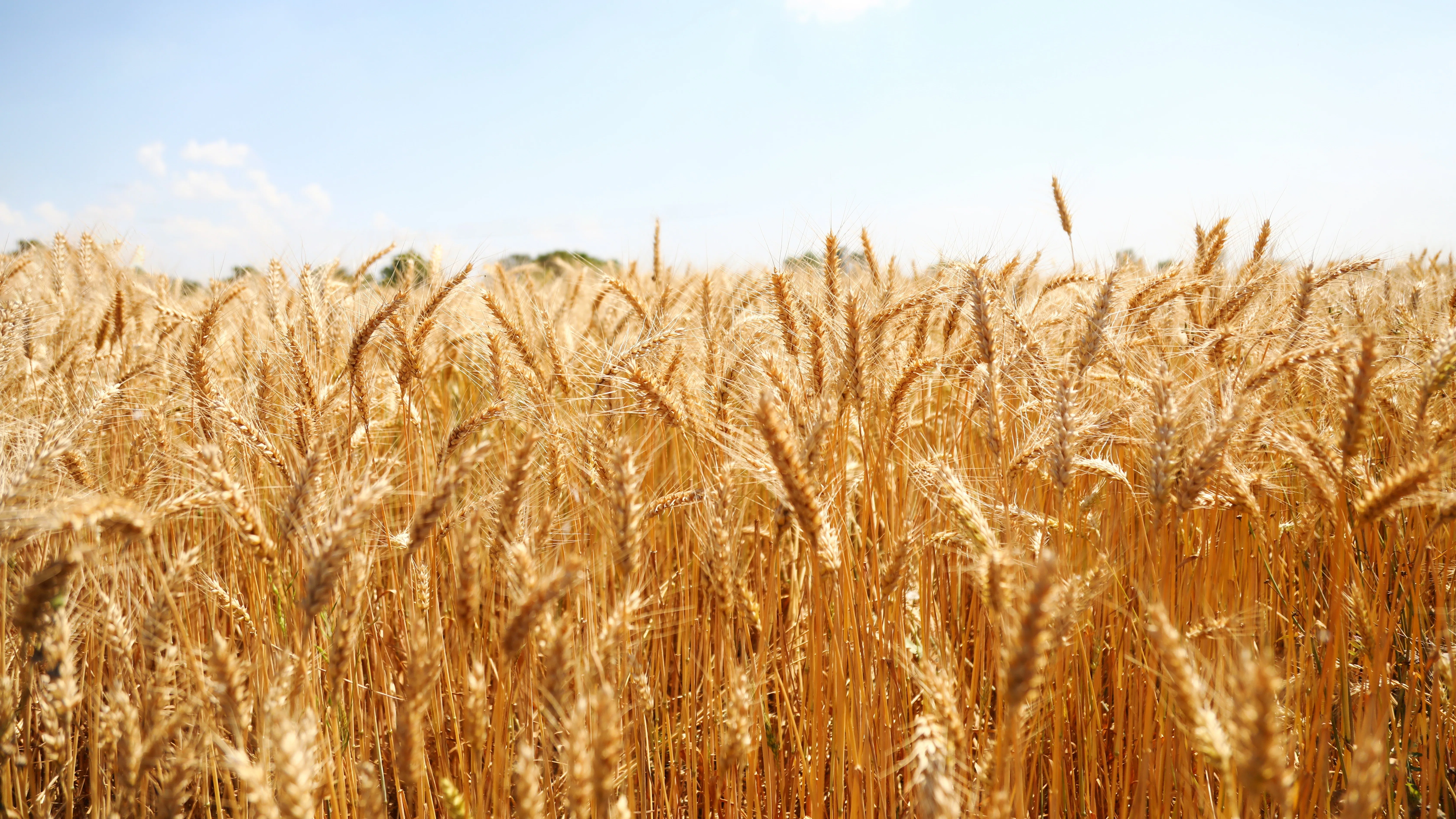 De bakkwaliteit van tarwe kan veranderen door klimaatverandering Foto: Shutterstock